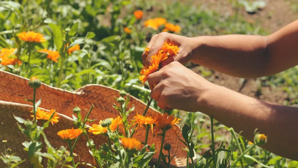 savon calendula