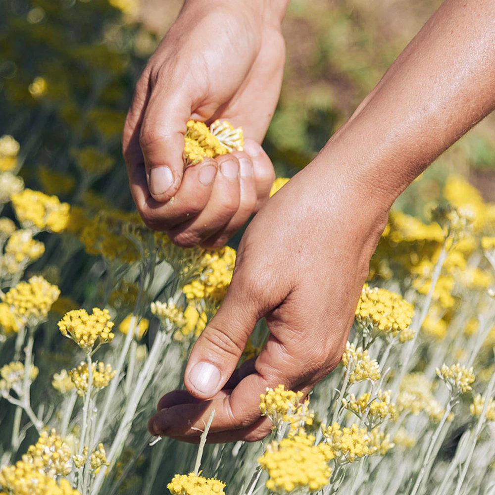 ceuillette immortelle